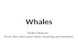 Whales Order Cetacea: (from the Latin word cetus meaning sea monster)