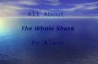 All About The Whale Shark By Alana Where are Whale sharks found4 What does the Whale shark look like? 6 Does the Whale shark have teeth? 8 How did.