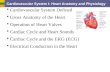 Cardiovascular System I: Heart Anatomy and Physiology  Cardiovascular System Defined  Gross Anatomy of the Heart  Operation of Heart Valves  Cardiac.