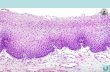 Skin (Integument) Figure 5.3 Epidermis Layers of the Epidermis: STRATA = LAYERS Epidermis CGSBDCGSBD CGSBDCGSBD.