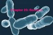Chapter 23: Bacteria. Overview on Bacteria -Microscopic -Unicellular organism -Prokaryote: –lack of membrane bound nucleus and organelles –found everywhere.