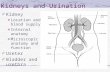 Kidneys and Urination Kidney Location and blood supply Internal anatomy Microscopic anatomy and function Ureter Bladder and urethra.