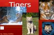 Tigers By :Tabby Griffith Organism Family, Genus, Species  Organism Family: Felidae  Genus: Panthera  Species: Tigers (Sumatran Tiger, Amur [or Siberian]
