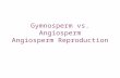 Gymnosperm vs. Angiosperm Angiosperm Reproduction.