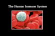 The Human Immune System. Immunology Immune system is composed of different cells and molecules. Immunology is the knowledge of immune response study and.