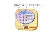 RNA & Protein Synthesis. I. DNA to Genes A. We now know how the double helix is replicated but we still don’t know how it is then transformed into genes.
