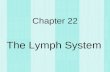 Chapter 22 The Lymph System. Lymphatic System Lymphangiogram.