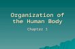 Organization of the Human Body Chapter 1. Learning Goals  Distinguishes between the terms anatomy and physiology  Describes the levels of body organization.