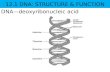 12.1 DNA: STRUCTURE & FUNCTION DNA—deoxyribonucleic acid.