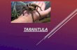 TARANTULA By Ellieand Syrena. TABLE OF CONTENTS ï‚„ Slide 1 â€“ Introduction ï‚„ Slide 2 â€“ Physical Description ï‚„ Slide 3 â€“ Movement ï‚„ Slide