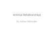 Animal Relationships By: Ashley Whiteaker. Relationships Mutualism- when both animals benefit. Parasitism- one benefits and one is harmed. Commensalism-