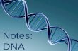Notes: DNA. I. What is DNA? DNA (deoxyribonucleic acid) is a type of molecule found in the nucleus of all cells that contains instructions for the cell.