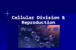 Cellular Division & Reproduction. Why is cell division important? Your body is made up of cells- trillions of cells. Many organisms start as just one.