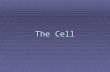 The Cell. Plant Cells Cell Wall  a thick, rigid membrane that surrounds a plant cell. This layer of cellulose fiber gives the cell most of its support.