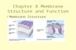 Chapter 8 Membrane Structure and Function Membrane Structure.