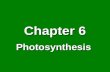 Chapter 6 Photosynthesis. 6.1 The Light Reactions Part 2.