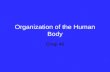 Organization of the Human Body Chap 46. Cell specialization Zygote –Forms three germ layers Ectoderm; outher layer, skin & nervous system Mesoderm: middle.