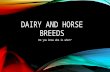 DAIRY AND HORSE BREEDS Do you know who is who??. HOLSTEIN Largest breed in America on 90% of dairies Originated in the Netherlands Known for large amount.