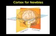 Cortex for Newbies. Neocortex Gyri (plural: singular = gyrus) – convolution or bump – protruding rounded surfaces (folds) Sulci (plural: singular = sulcus)