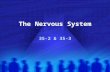 The Nervous System 35-2 & 35-3. What do YOU see here?