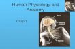 Human Physiology and Anatomy Chap 1. Anatomy and Physiology Anatomy = Structure (form) Physiology = Function "All specific functions are performed by.