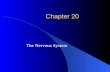 Chapter 20 The Nervous System 20-1 The Nervous System – How it Works.