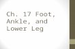 Ch. 17 Foot, Ankle, and Lower Leg. Objectives Describe the anatomy of the foot and ankle. Cite primary extrinsic and intrinsic muscles of the lower leg.