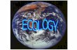 ECOLOGY. What is Ecology? Ecology is the scientific study of the relationship between organisms and their environment Ecologists study these relationships.