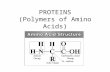 PROTEINS (Polymers of Amino Acids). 20 Amino Acids Grouped by properties of their side chains – Non-polar (hydrophobic) – Polar (hydrophilic) – Acidic.
