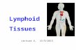 Lymphoid Tissues Lecture 4, 13/9/2015. What are lymphoid tissues Organised tissues containing immune cells. Where cells develop and mature, (primary/central.