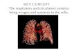 KEY CONCEPT The respiratory and circulatory systems bring oxygen and nutrients to the cells.