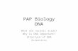 PAP Biology DNA What are nucleic acids? Why is DNA important? Structure of DNA Scientists.