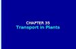 Chapter 35: Transport in Plants CHAPTER 35 Transport in Plants.