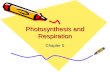 Photosynthesis and Respiration Chapter 5. Key Terms Photosynthesis- the process where plants convert light energy (sun) into chemical energy (glucose,