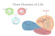 Three Domains of Life Protists. Three Domains of Life