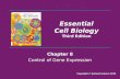 Chapter 8 Control of Gene Expression Essential Cell Biology Third Edition Copyright © Garland Science 2010.