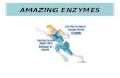 AMAZING ENZYMES. Just What are Enzymes? Enzymes are protein molecules that are manufactured by all plant and animal cells. All cells require enzymes to.