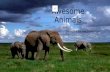 Awesome Animals Music K-8 Volume 26 Number 1 Animals are everywhere. In the sea or in the air, In the wild or in our care, They’re awesome!