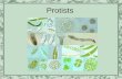Protists. The protist kingdom is sometimes called the “junk drawer” kingdom because it is filled with organisms that don’t fit easily into other kingdoms.