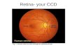 Retina- your CCD. Light ~120 million rods ~7 million cones Most cones concentrated in the fovea.