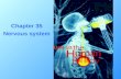 Chapter 35 Nervous system Unit 10 :. Tissue Types: Epithelial Connective Muscle Nervous.