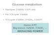 Glucose metabolism Glycolysis: 2 NADH, 2 ATP (net) Pre-TCA cycle: 2 NADH TCA cycle: 6 NADH, 2 FADH 2, 2 A/GTP Some ATP Big bonus: NADH, FADH 2 → REDUCING.