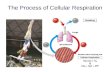 The Process of Cellular Respiration. The Process of Cellular Respiration Converts Chemical Energy Found In the Organic Molecules of Food Into ATP, a Useful.
