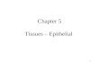 1 Chapter 5 Tissues – Epithelial. 2 Introduction Similar cells with a common function are called tissues. The study of tissues is called histology. There.