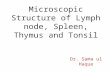 Microscopic Structure of Lymph node, Spleen, Thymus and Tonsil Dr. Sama ul Haque.