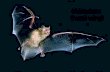 Chiroptera (hand-wing). Modes of Flight Bats – High speed w/ extreme maneuverability. – Can fly up to ________but average about ______ – Bats _________.
