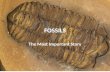 FOSSILS The Most Important Story. TRILOBITES (CAMBRIAN – PERMIAN 541 – 252 MILLION YEARS AGO)