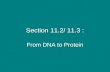 Section 11.2/ 11.3 : From DNA to Protein. *The sequence of the nucleotides in DNA can be converted to an amino acid sequence in proteins. I. Genes & Proteins.