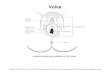 Vulva Anatomic sites and subsites of the vulva. Compton, C.C., Byrd, D.R., et al., Editors. AJCC CancerStaging Atlas, 2nd Edition. New York: Springer,