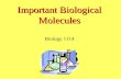 Important Biological Molecules Biology 1114. Important Inorganic Compounds Water Acids, Bases, Salts.